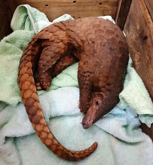 Hành trình bóc gỡ đường dây mua, bán động vật quý hiếm từ Lào về Việt Nam - ảnh 1