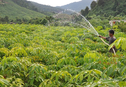 Chung thủy với nghiệp trồng rừng - ảnh 2