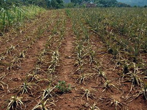 Hạn hán diễn ra khốc liệt trên diện rộng vào mùa khô - ảnh 1