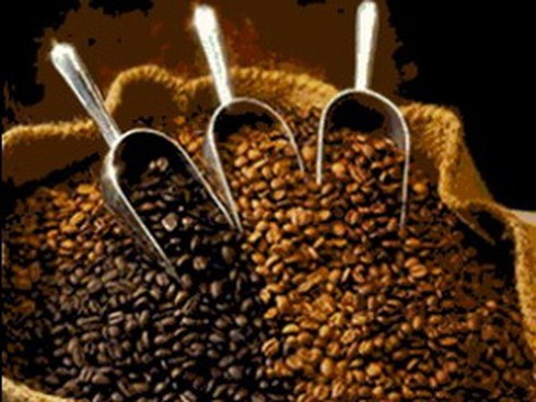 Đồng Nai: Càphê được giá, người trồng có lãi cao - ảnh 1