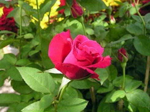 Xây dựng nhãn hiệu