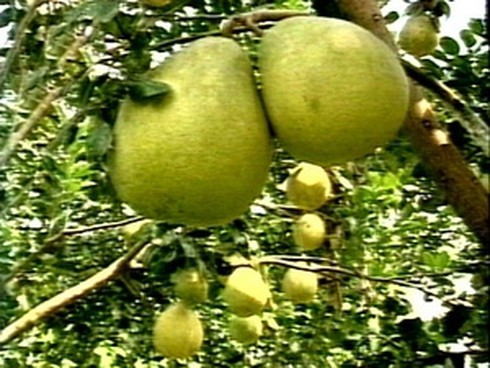 Bến Tre: Nông dân đổ xô trồng bưởi da xanh - ảnh 1