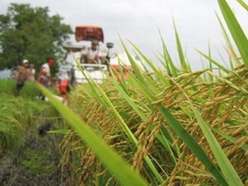 ĐBSCL gia tăng xuất khẩu loại gạo phẩm cấp cao - ảnh 1