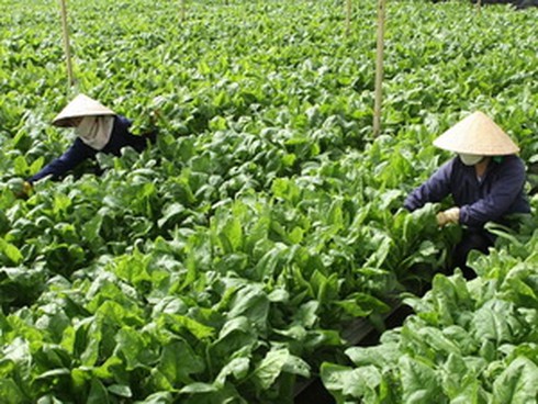 Rau Đà Lạt được chính thức công nhận thương hiệu - ảnh 1