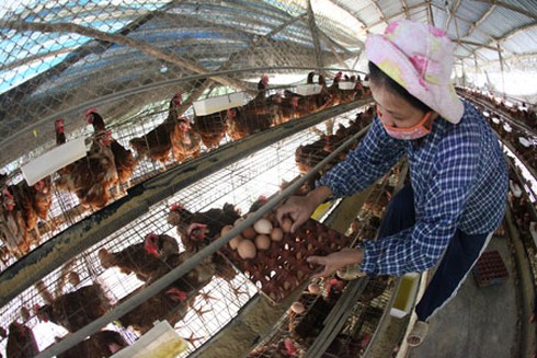 Cần tìm cách vực dậy ngành chăn nuôi - ảnh 1