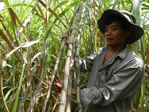 “Ông vua” năng suất mía - ảnh 1