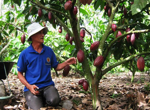Doanh nghiệp chung tay cùng nông dân phát triển ca cao bền vững - ảnh 1
