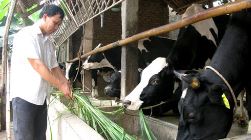 TPHCM: Thực hiện chương trình giảm nghèo hiệu quả - ảnh 1