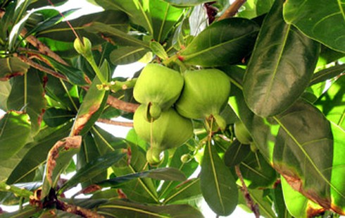 Một số cây ở quần đảo Trường Sa lọt vào danh sách cây Di sản VN - ảnh 1