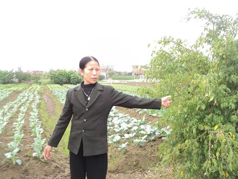 “Đại gia” dùng chiêu mượn sổ đỏ “cắm” ngân hàng, nạn nhân tức tưởi? (Kỳ 4) - ảnh 2