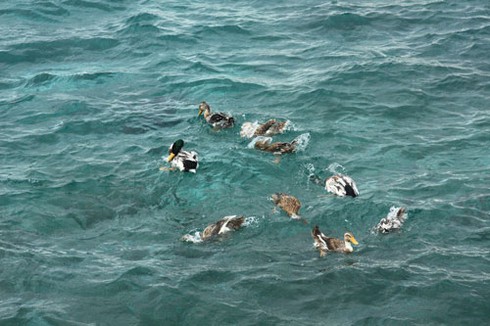 Biển Đông: Đến Đảo Cô Lin hồi tưởng trận Gạc Ma năm 1988 - ảnh 6