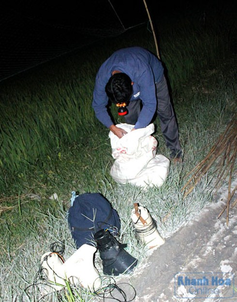 Tận diệt chim trời - ảnh 1