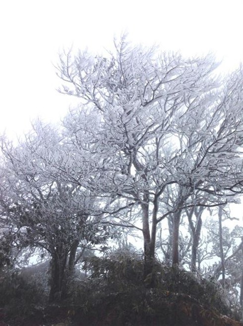 Cao Bằng: Nhiệt độ xuống thấp, Phja Oắc trắng xóa như Châu Âu - ảnh 6