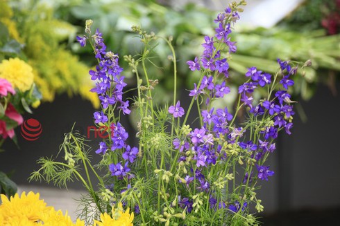 Hà Nội: Đào, hoa ra phố ngày Rằm tháng Chạp - ảnh 11