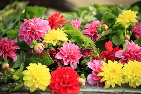 Hà Nội: Đào, hoa ra phố ngày Rằm tháng Chạp - ảnh 13