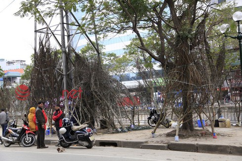 Hà Nội: Đào, hoa ra phố ngày Rằm tháng Chạp - ảnh 9