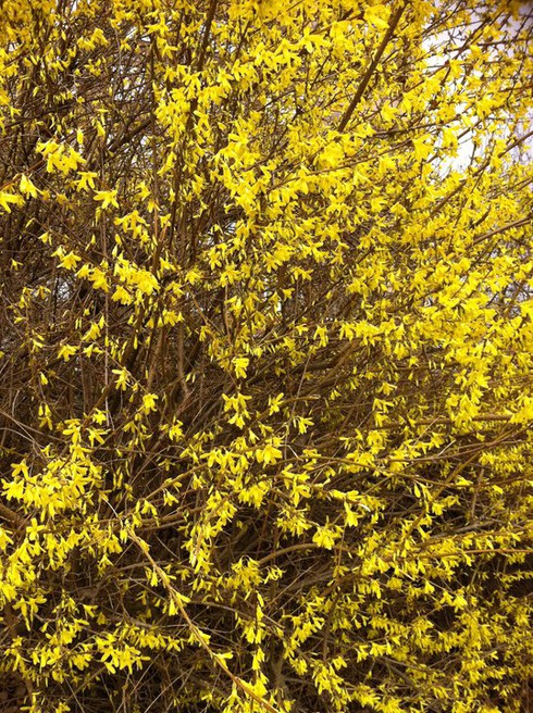 Ăn Tết xa xứ: Khi cơn mưa vàng trổ bông - ảnh 4