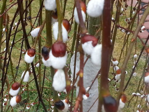 Ăn Tết xa xứ: Khi cơn mưa vàng trổ bông - ảnh 8