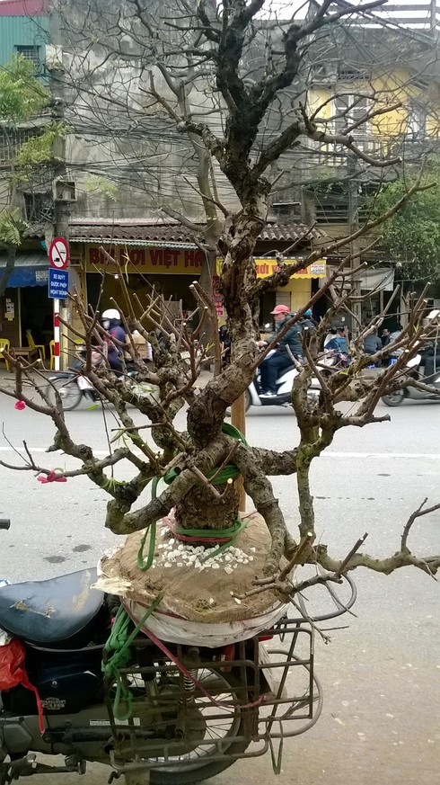 Tận thu “lộc” lúc xuân tàn… - ảnh 2