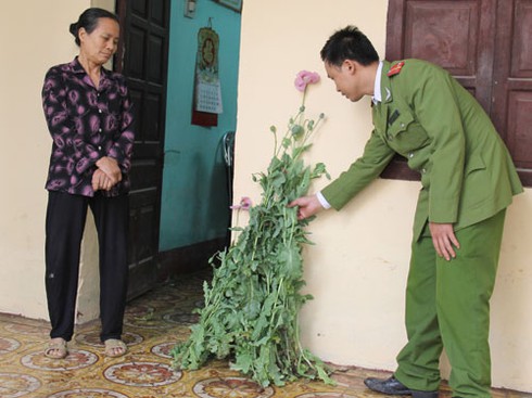 Trồng