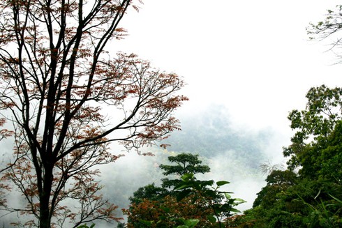 Bạch Mã mùa thay lá - ảnh 4