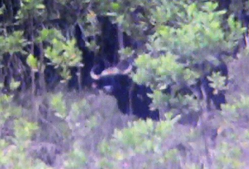 Đi tìm… bò tót ở Quảng Nam - ảnh 1