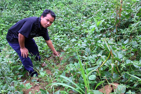 Đi tìm… bò tót ở Quảng Nam - ảnh 2