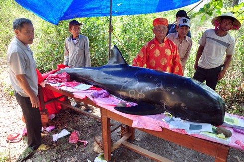 Quảng Ngãi: Phát hiện cá voi nặng khoảng 200kg dạt vào bờ - ảnh 1