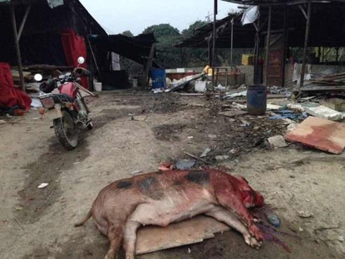 Giận mẹ chồng, con dâu tương lai chém chết 71 con lợn - ảnh 1