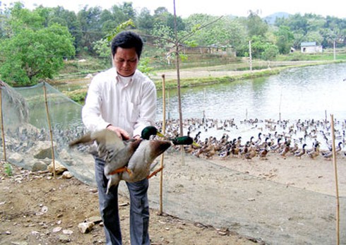 Chuyện một người nuôi vịt trời - ảnh 1