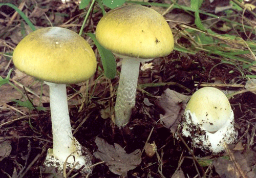 Ăn nấm rừng, ba người bị ngộ độc - ảnh 1