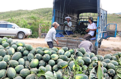 Cho bò ăn hết, dưa hấu bèn... tăng giá kỷ lục - ảnh 1