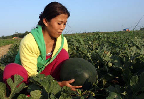Cho bò ăn hết, dưa hấu bèn... tăng giá kỷ lục - ảnh 2