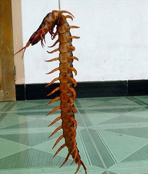 Chuyện lạ Việt Nam: Rết khổng lồ 21 đốt, dài 22 cm - ảnh 1