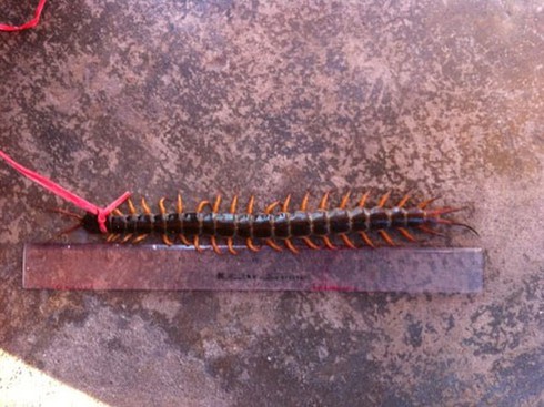 Chuyện lạ Việt Nam: Rết khổng lồ 21 đốt, dài 22 cm - ảnh 2