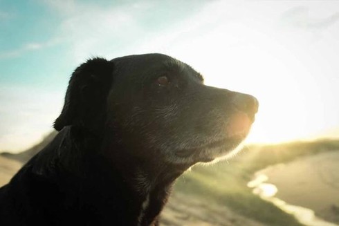 Hành trình 800km đi bộ tới World Cup tìm chủ của chú chó Negros - ảnh 1