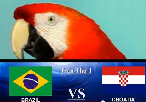World Cup 2014: 7 nhà tiên tri động vật dự đoán kết quả