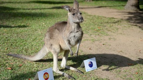 World Cup 2014: 7 nhà tiên tri động vật dự đoán kết quả