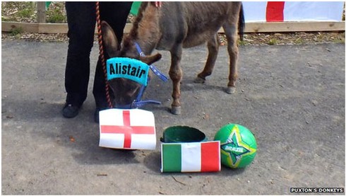 World Cup 2014: 7 nhà tiên tri động vật dự đoán kết quả