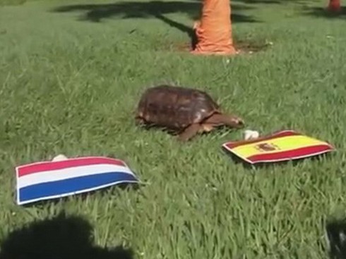 World Cup 2014: 7 nhà tiên tri động vật dự đoán kết quả