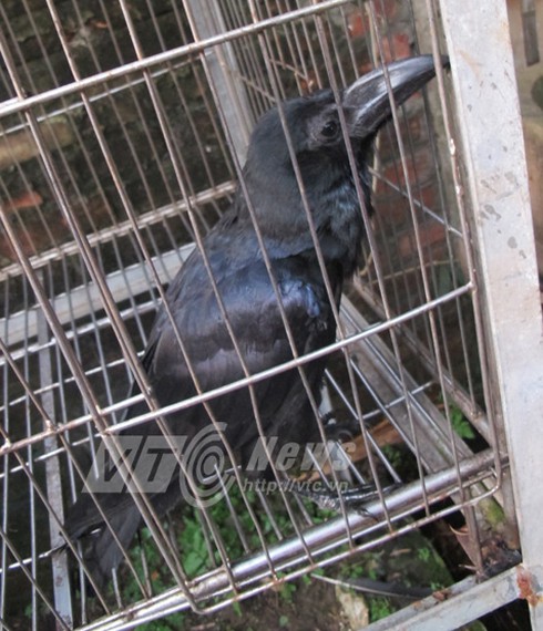 Chuyện lạ Việt Nam: Những con quạ ‘thành tinh’ biết nói tiếng người - ảnh 2