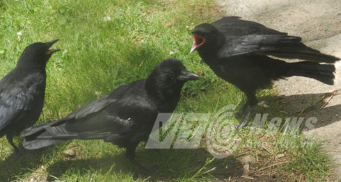 Chuyện lạ Việt Nam: Những con quạ ‘thành tinh’ biết nói tiếng người - ảnh 3