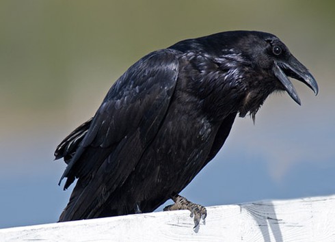 Chuyện lạ Việt Nam: Những con quạ ‘thành tinh’ biết nói tiếng người - ảnh 4