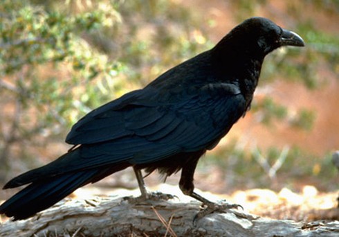 Chuyện lạ Việt Nam: Những con quạ ‘thành tinh’ biết nói tiếng người - ảnh 5