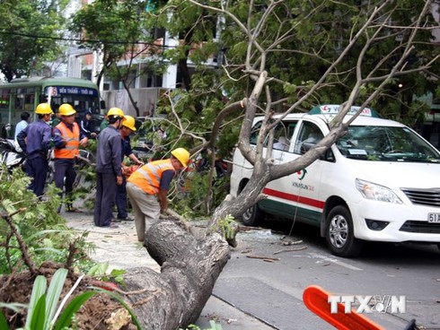 Cây đổ gây thiệt hại: Vẫn chỉ là sự cố không may - ảnh 1