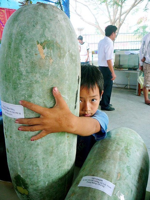 Chuyện lạ Việt Nam: Trái bí đao nặng cả tạ, to như heo rừng - ảnh 1