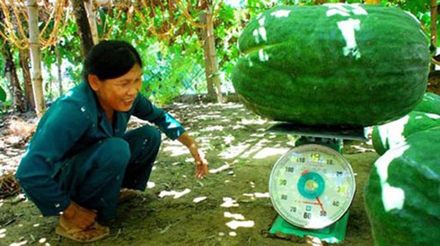 Chuyện lạ Việt Nam: Trái bí đao nặng cả tạ, to như heo rừng - ảnh 7