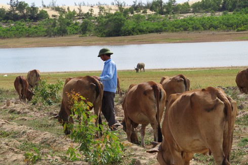 Triệu phú bò ở làng biển - ảnh 1