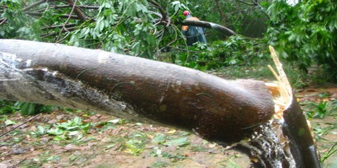 Khai thác gỗ, bị gỗ đè chết - ảnh 1