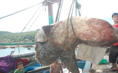 Bắt được cá mặt trăng hơn 500kg đặc biệt quý hiếm ở biển Hà Tĩnh - ảnh 1